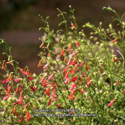 Location: My garden in Albuquerque, NM Zone 7b
Date: 06.12.22
Carefree spring bloomer