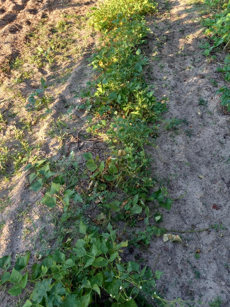 Photo of Common Bean (Phaseolus vulgaris 'Mountaineer Half Runner') uploaded by farmerdill