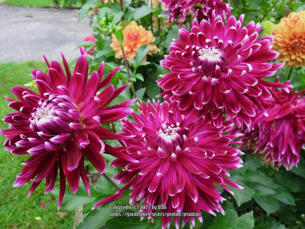 Photo of Dahlia 'Vancouver' uploaded by psudan