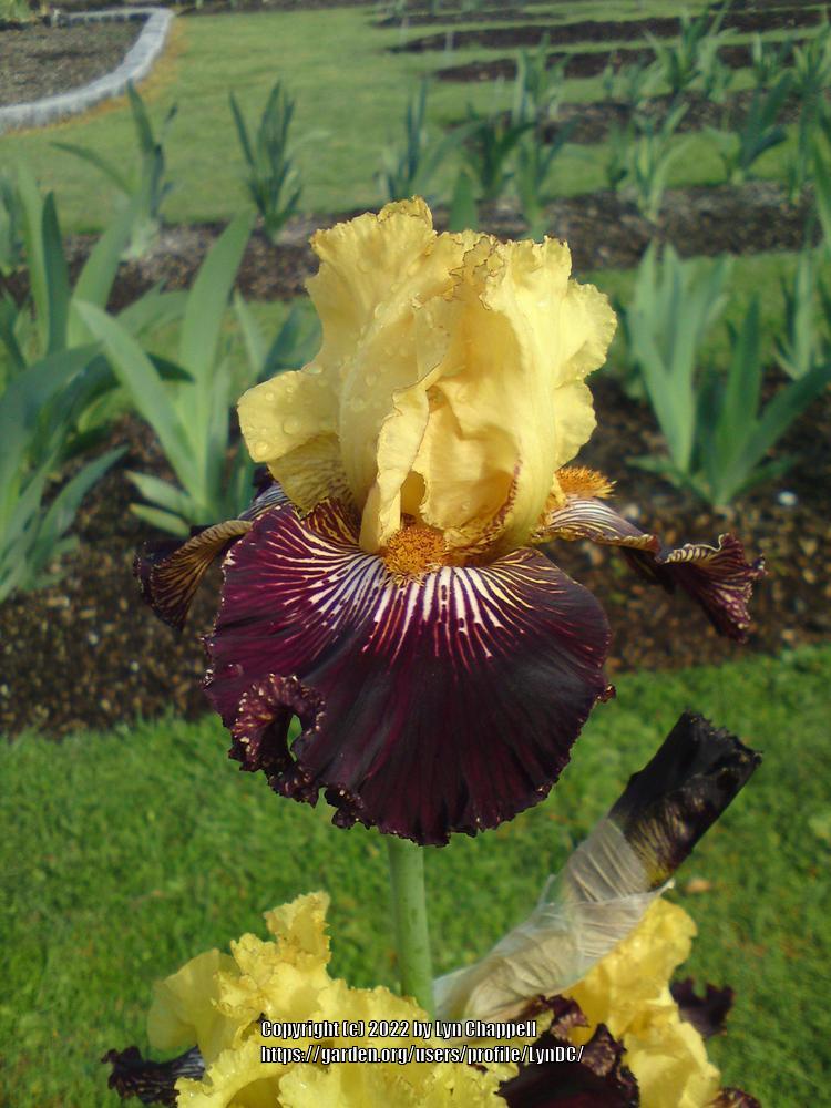 Photo of Tall Bearded Iris (Iris 'Carnival Stripes') uploaded by LynDC