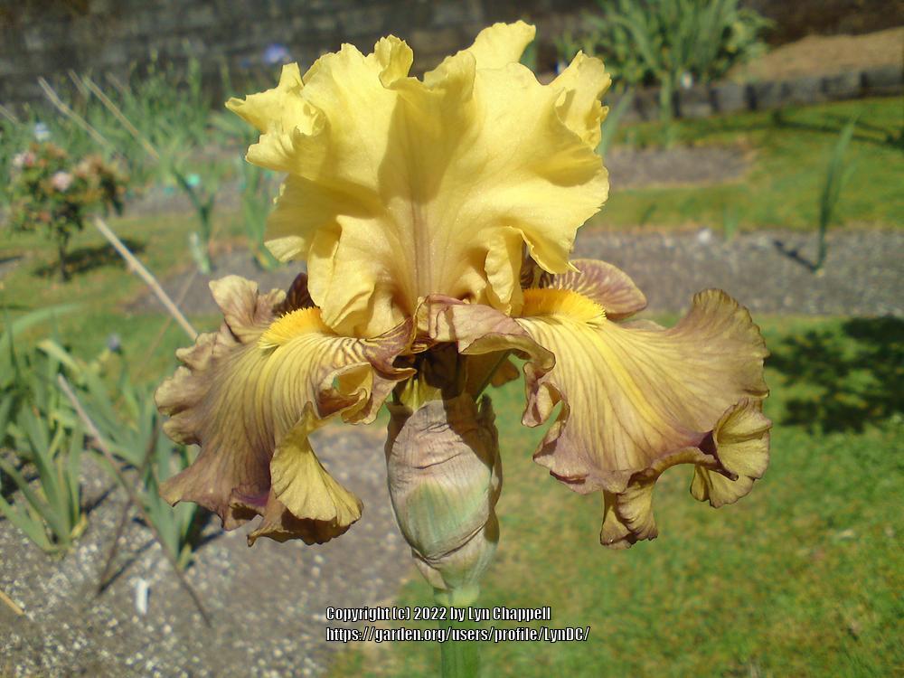 Photo of Tall Bearded Iris (Iris 'Shadowfire') uploaded by LynDC