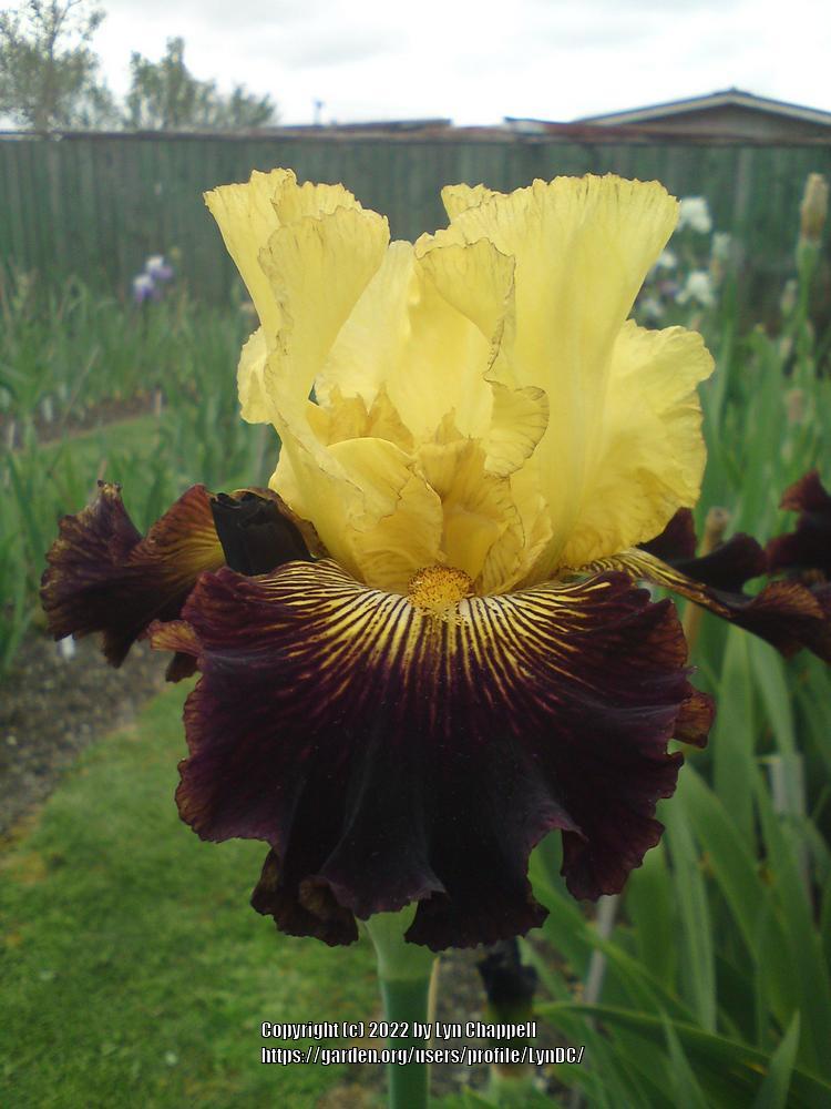 Photo of Tall Bearded Iris (Iris 'Ktown Gold') uploaded by LynDC