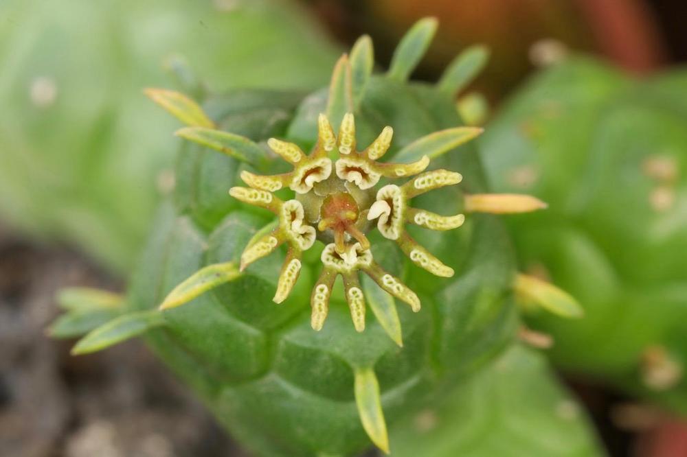 Photo of Euphorbia (Euphorbia globosa) uploaded by Baja_Costero