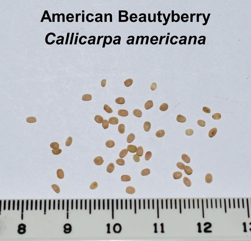 Photo of American Beautyberry (Callicarpa americana) uploaded by mmolyson