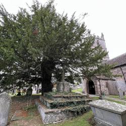 Location: Bristol, England from Paul Meyer, once director of the Morris Arboretum in Philadelphia, PA
Date: summer of 2022
a full-grown, centuries old English Yew tree