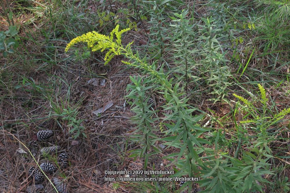 Photo of Tall Goldenrod (Solidago altissima) uploaded by WebTucker