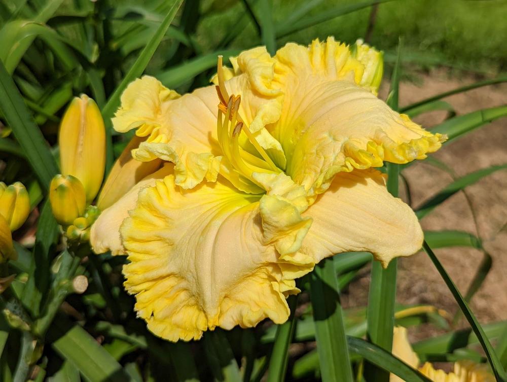 Photo of Daylily (Hemerocallis 'Butch and Barbara's Cracked Eggs') uploaded by Hembrain