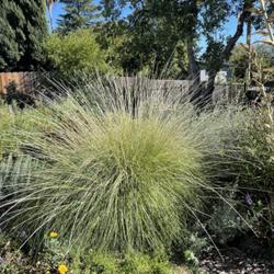 Location: Redding, California (private dry garden)
Date: September 29
Inflorescences are close to 6 feet
