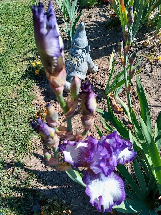 Photo of Tall Bearded Iris (Iris 'Double Shot') uploaded by scary1785
