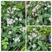 Ageratina, Chocolate - Snakeroot Collage
