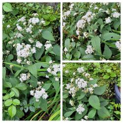 Location: Ann Arbor, Michigan
Date: 2022-09-28
Ageratina, Chocolate - Snakeroot Collage