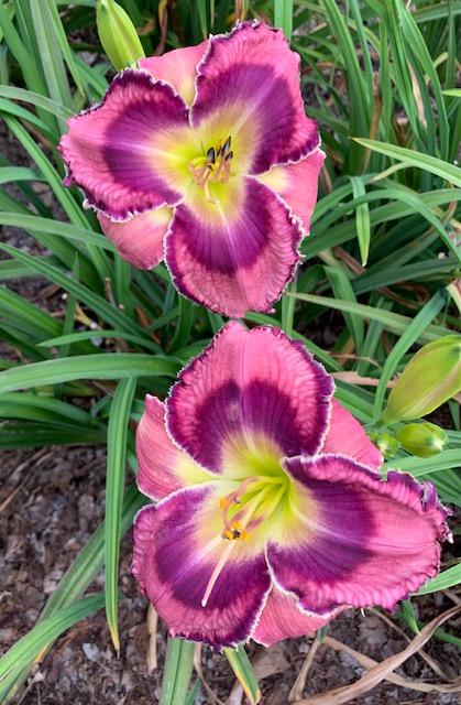 Photo of Daylily (Hemerocallis 'God Save the Queen') uploaded by jkporter