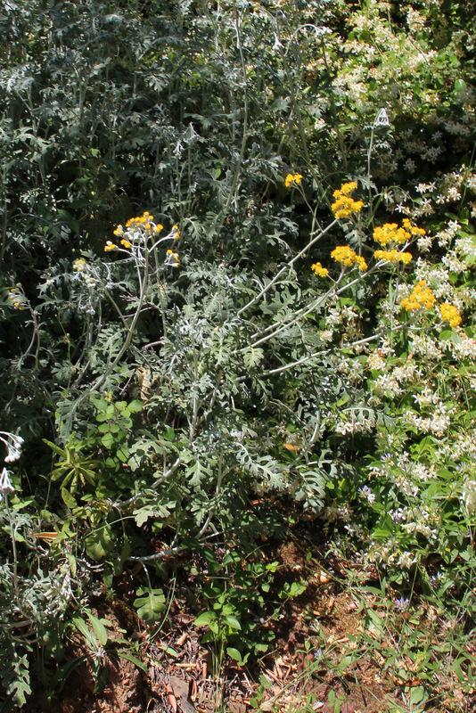 Photo of Dusty Miller (Jacobaea maritima subsp. maritima) uploaded by RuuddeBlock