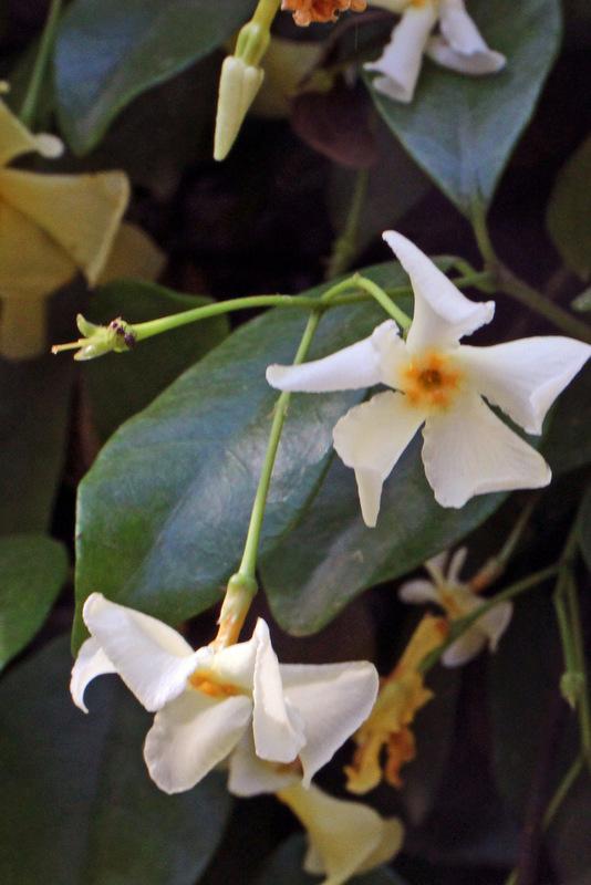 Photo of Asiatic Jasmine (Trachelospermum asiaticum) uploaded by RuuddeBlock
