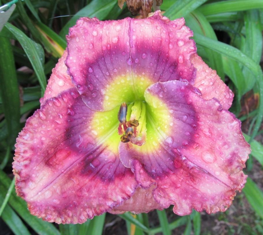 Photo of Daylily (Hemerocallis 'First Officers Log') uploaded by Sscape