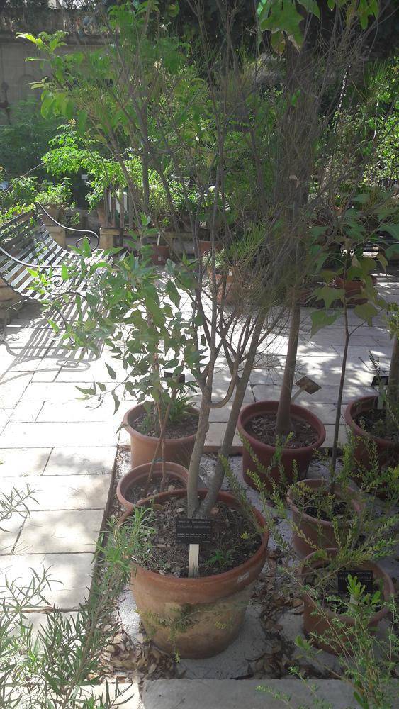 Photo of Australian Pine (Casuarina equisetifolia) uploaded by skopjecollection