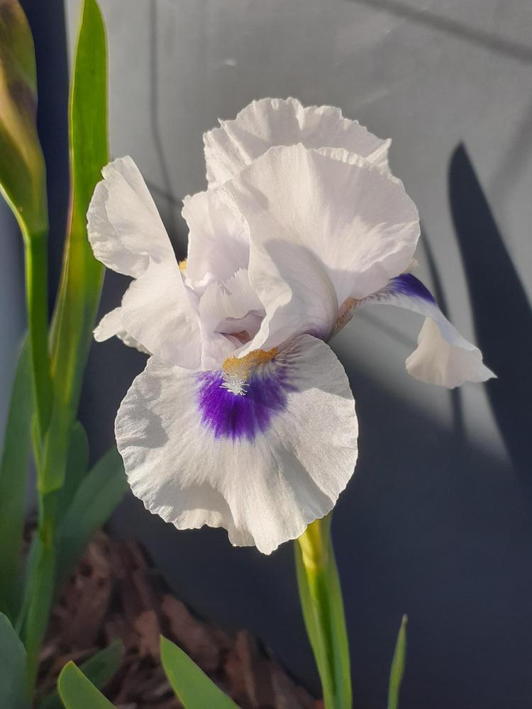 Photo of Arilbred Iris (Iris 'Desert Snow') uploaded by PaulaHocking