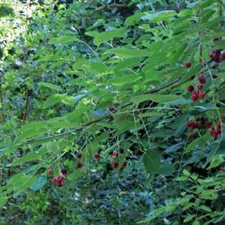 Location: Botanical garden of Crete
Date: 2022-06-01
Branch with leaves and berries. Unripe (red) fruit turning blue/b