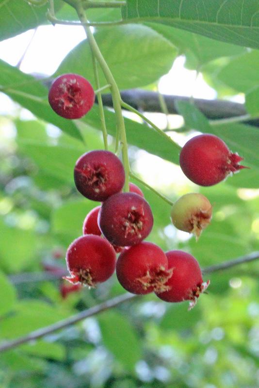 Photo of Serviceberry (Amelanchier alnifolia) uploaded by RuuddeBlock