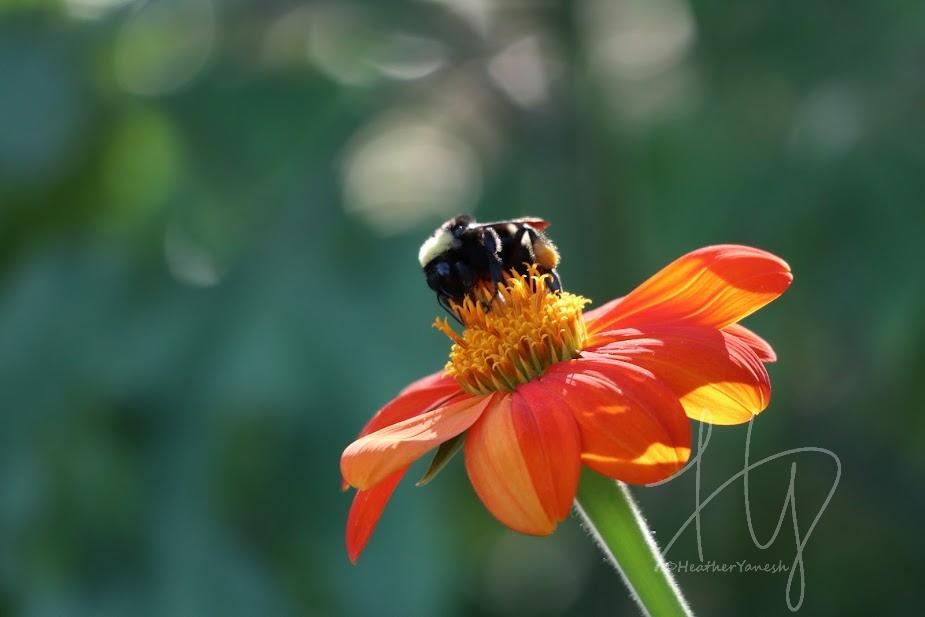 Photo of Mexican Sunflower (Tithonia rotundifolia 'Torch') uploaded by WoodlandSilver