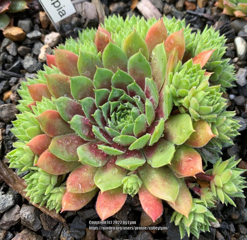Photo of Hen and chicks (Sempervivum 'Olympia') uploaded by valleylynn