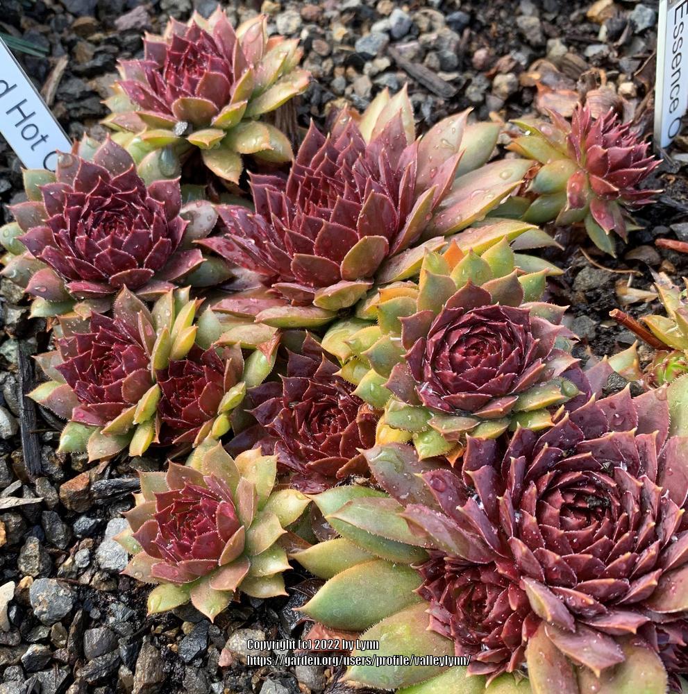 Photo of Hen and Chick (Sempervivum 'Red Hot Chili') uploaded by valleylynn