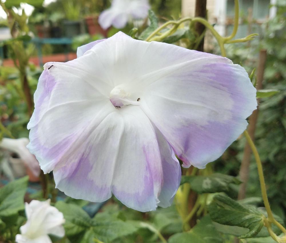 Photo of Japanese Morning Glory (Ipomoea nil) uploaded by Gerris2