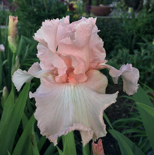 Photo of Tall Bearded Iris (Iris 'Beverly Sills') uploaded by MaryDurtschi