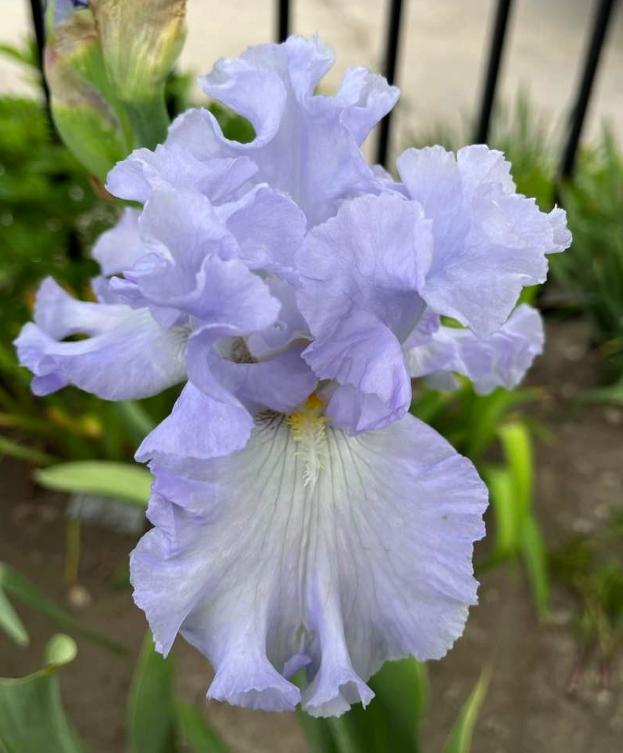 Photo of Tall Bearded Iris (Iris 'Absolute Treasure') uploaded by MaryDurtschi