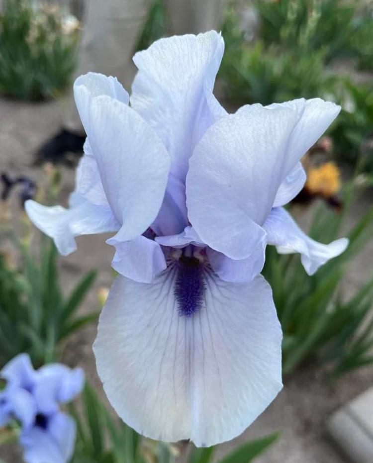 Photo of Border Bearded Iris (Iris 'Blackbeard') uploaded by MaryDurtschi