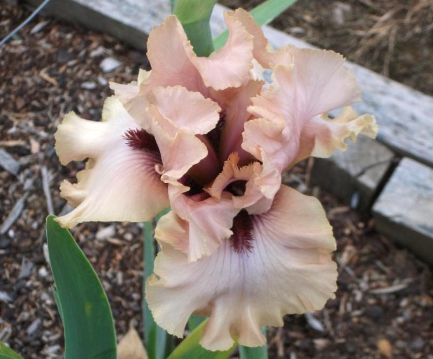 Photo of Tall Bearded Iris (Iris 'A Star Is Born') uploaded by MaryDurtschi