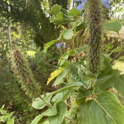 Location: my garden, Sarasota FL
Date: 2022-04-23
Seeds are in a very prickly pod on this plant! Handle gently.