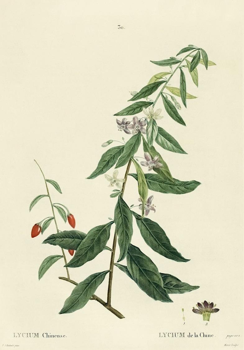 Photo of Chinese Box Thorn (Lycium chinense) uploaded by scvirginia