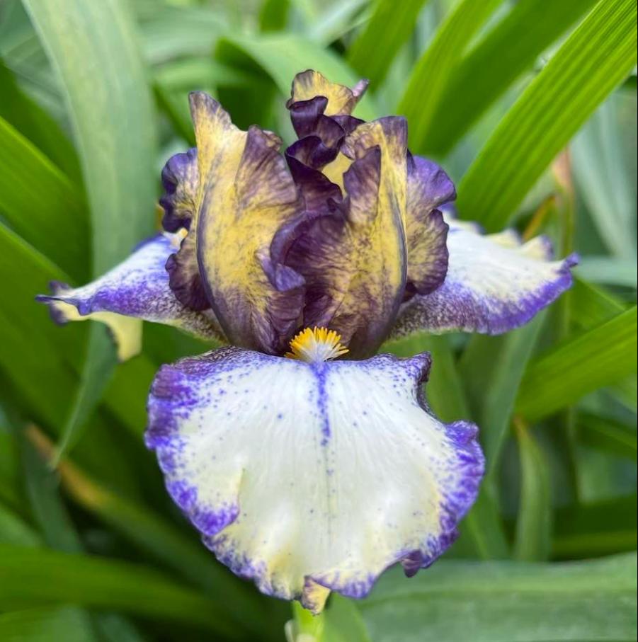 Photo of Intermediate Bearded Iris (Iris 'Nickel') uploaded by MaryDurtschi