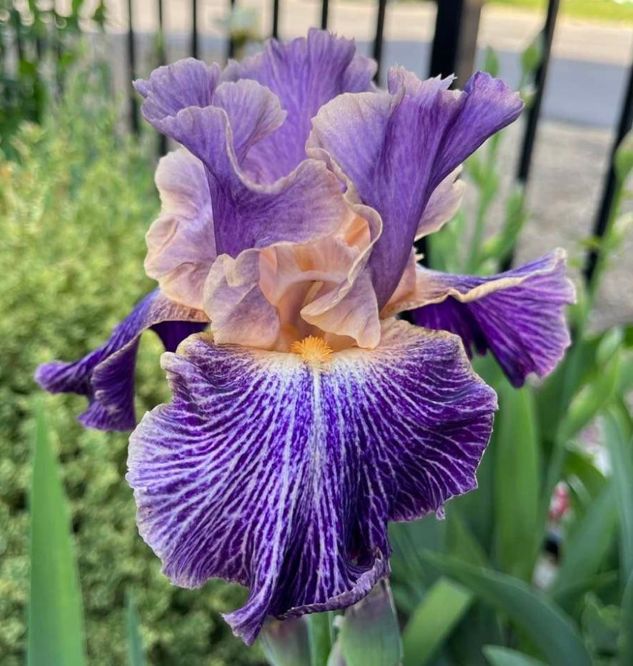 Photo of Tall Bearded Iris (Iris 'Elizabethan Age') uploaded by MaryDurtschi
