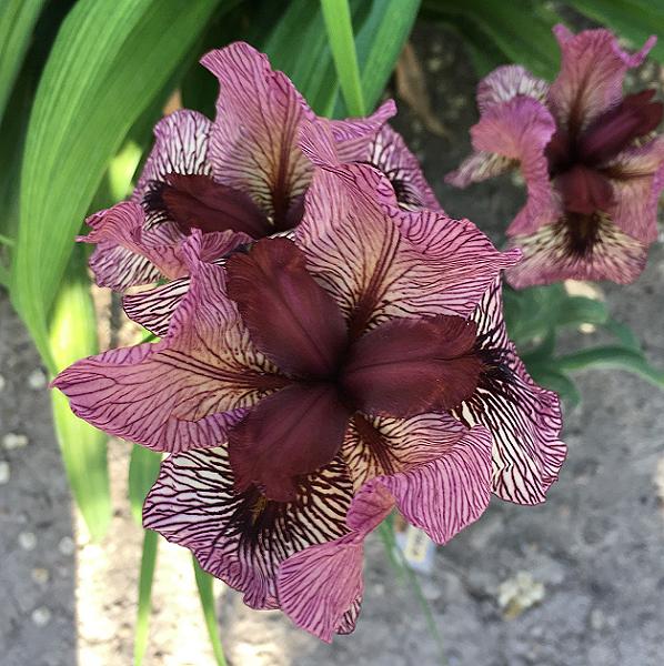 Photo of Arilbred Iris (Iris 'Oyez') uploaded by MaryDurtschi
