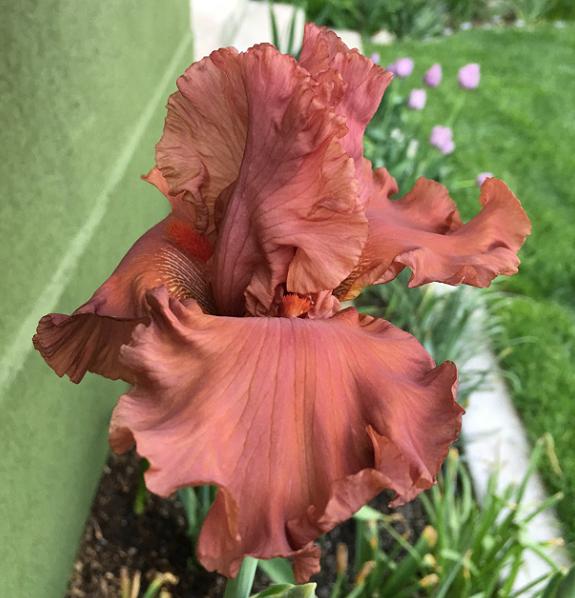 Photo of Tall Bearded Iris (Iris 'Rusty Taylor') uploaded by MaryDurtschi