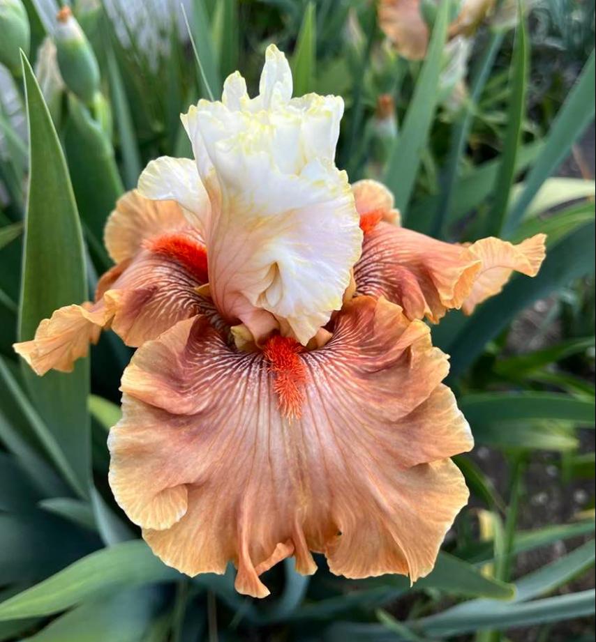 Photo of Tall Bearded Iris (Iris 'Ginger Ice') uploaded by MaryDurtschi