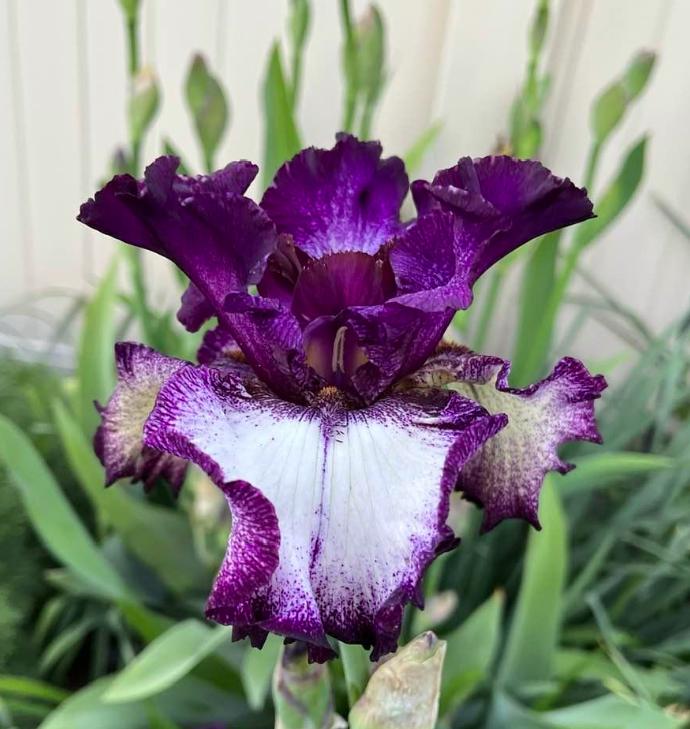 Photo of Tall Bearded Iris (Iris 'A Grape Fit') uploaded by MaryDurtschi