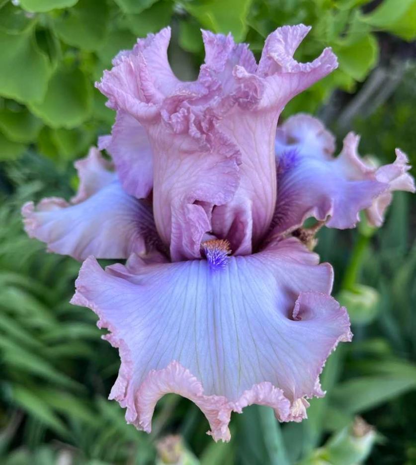 Photo of Tall Bearded Iris (Iris 'Don't Stop Believing') uploaded by MaryDurtschi