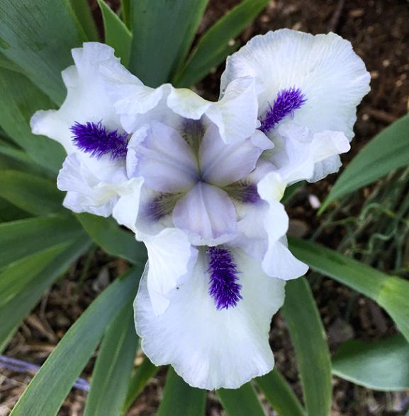 Photo of Standard Dwarf Bearded Iris (Iris 'Bluebeard's Ghost') uploaded by MaryDurtschi