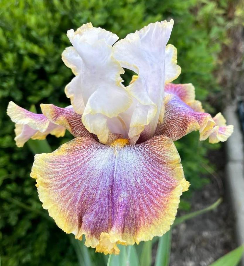 Photo of Tall Bearded Iris (Iris 'Ring Around Rosie') uploaded by MaryDurtschi