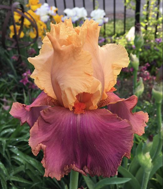 Photo of Tall Bearded Iris (Iris 'Frimousse') uploaded by MaryDurtschi