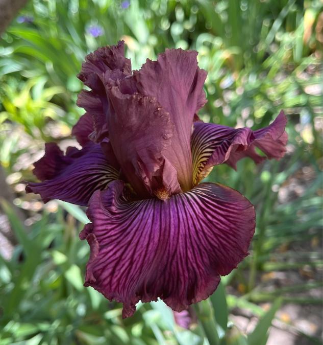 Photo of Tall Bearded Iris (Iris 'Dragon King') uploaded by MaryDurtschi