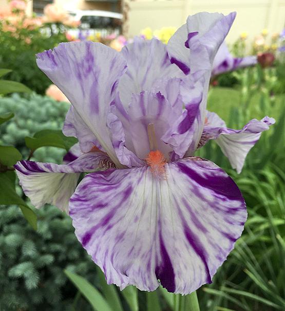 Photo of Tall Bearded Iris (Iris 'Brindled Beauty') uploaded by MaryDurtschi