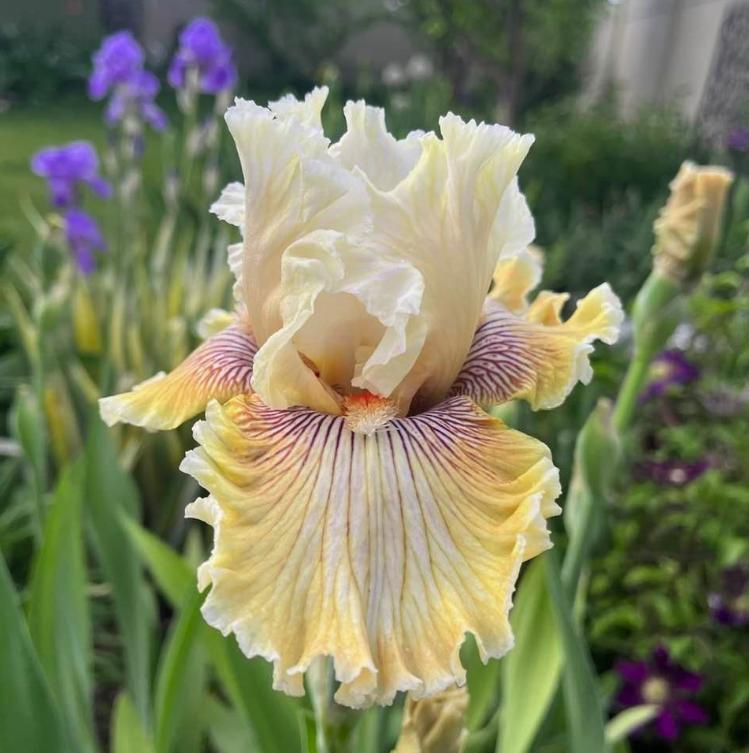 Photo of Tall Bearded Iris (Iris 'Hello Darling') uploaded by MaryDurtschi