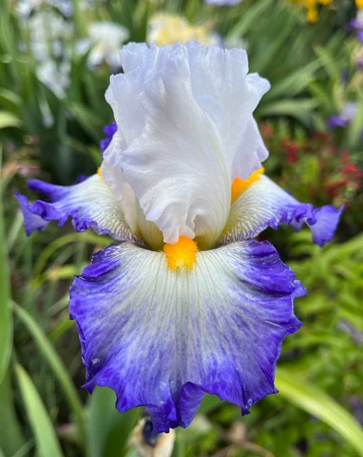 Photo of Tall Bearded Iris (Iris 'Brilliant Idea') uploaded by MaryDurtschi