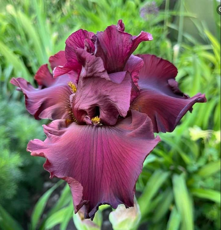 Photo of Tall Bearded Iris (Iris 'Dynamite') uploaded by MaryDurtschi
