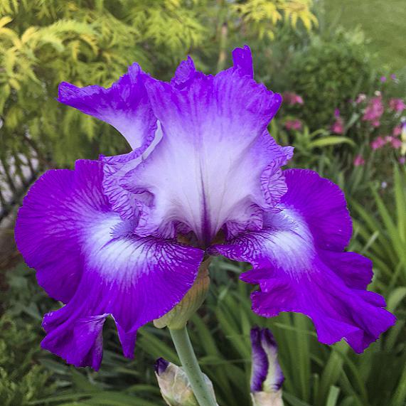 Photo of Tall Bearded Iris (Iris 'Diamond Lake') uploaded by MaryDurtschi