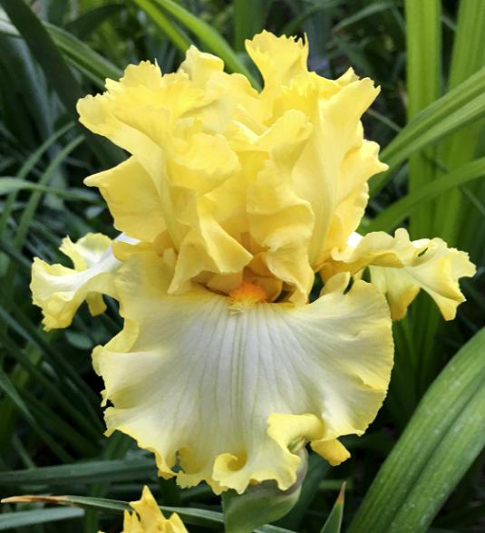 Photo of Tall Bearded Iris (Iris 'Lemon Delicious') uploaded by MaryDurtschi